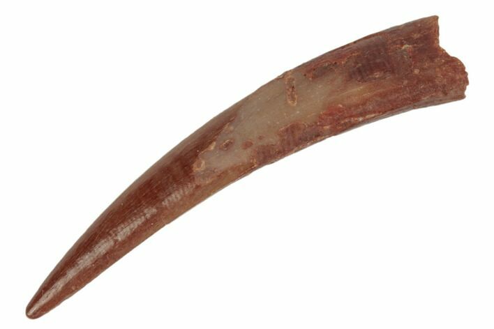 Fossil Pterosaur (Siroccopteryx) Tooth - Morocco #186162